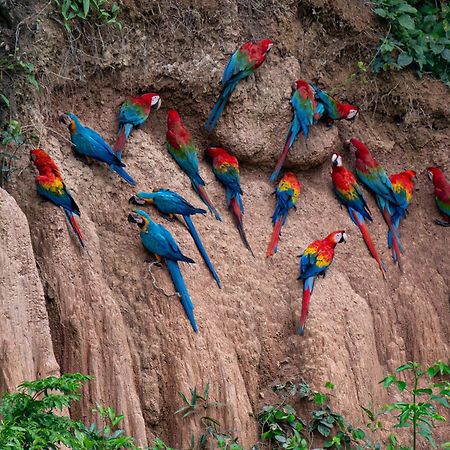 Refugio Amazonas Lodge Тамбопата Экстерьер фото