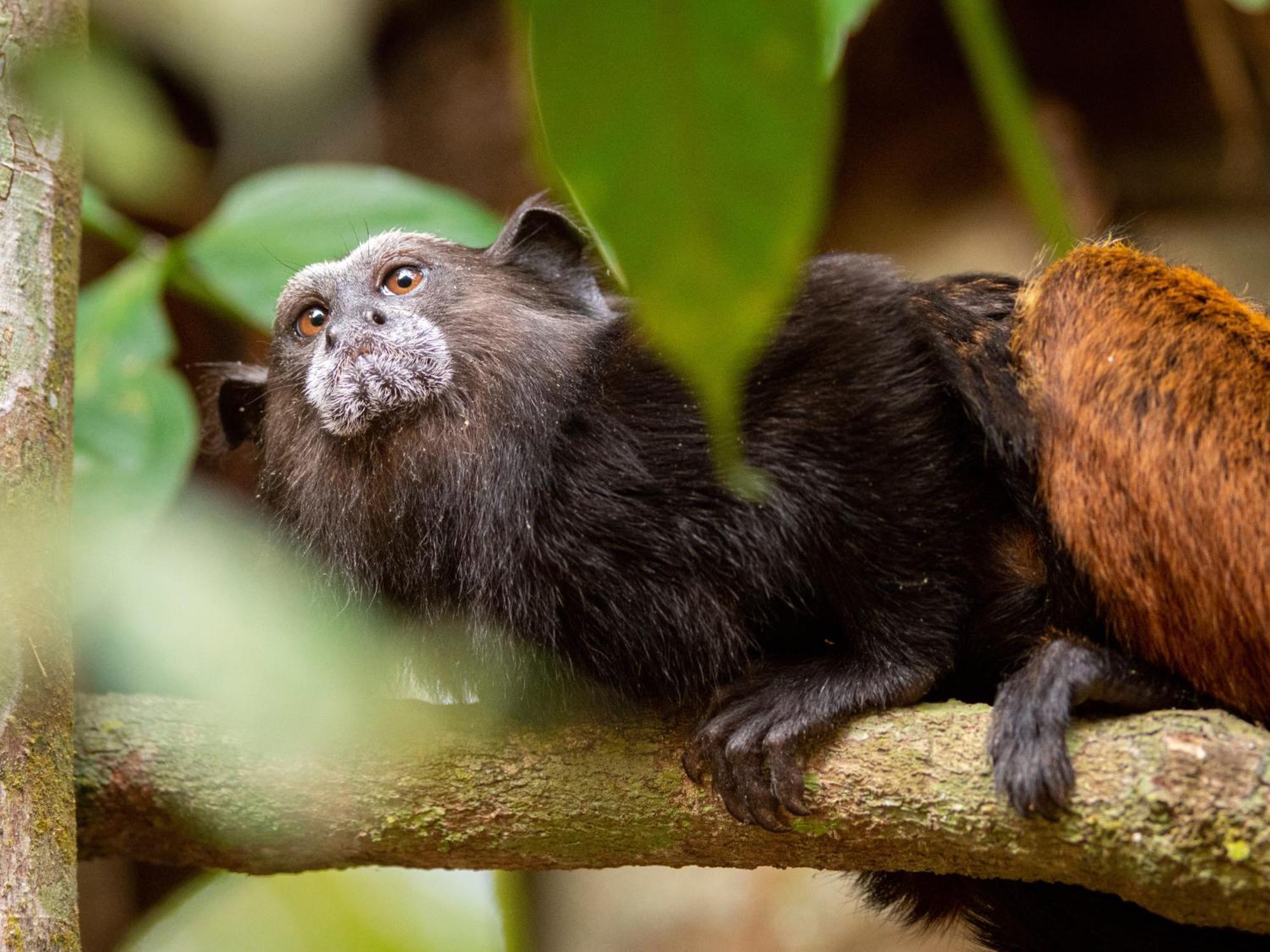 Refugio Amazonas Lodge Тамбопата Экстерьер фото