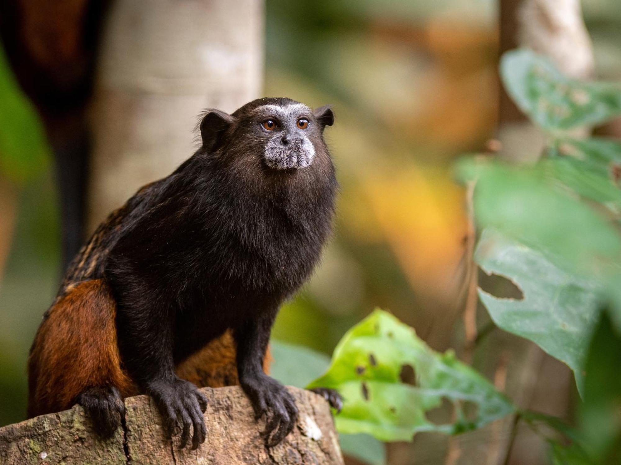 Refugio Amazonas Lodge Тамбопата Экстерьер фото