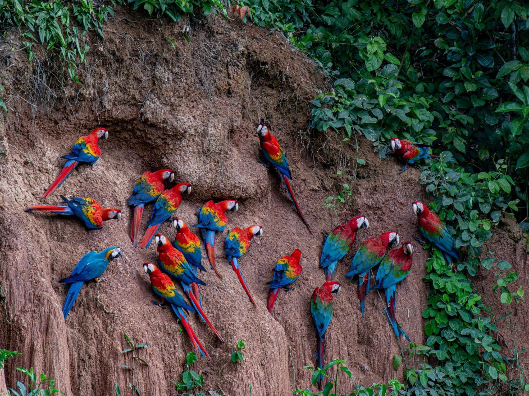 Refugio Amazonas Lodge Тамбопата Экстерьер фото