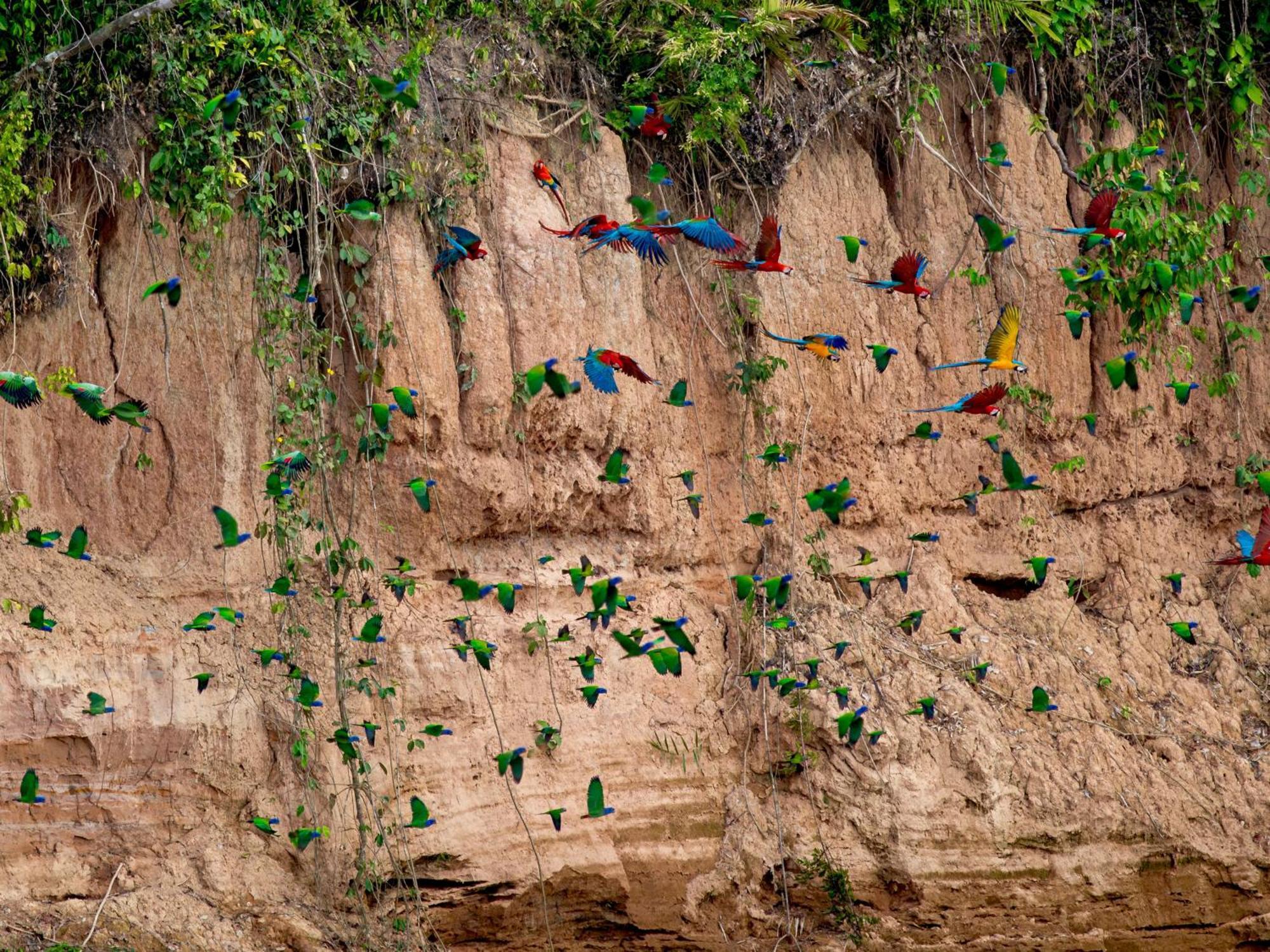 Refugio Amazonas Lodge Тамбопата Экстерьер фото