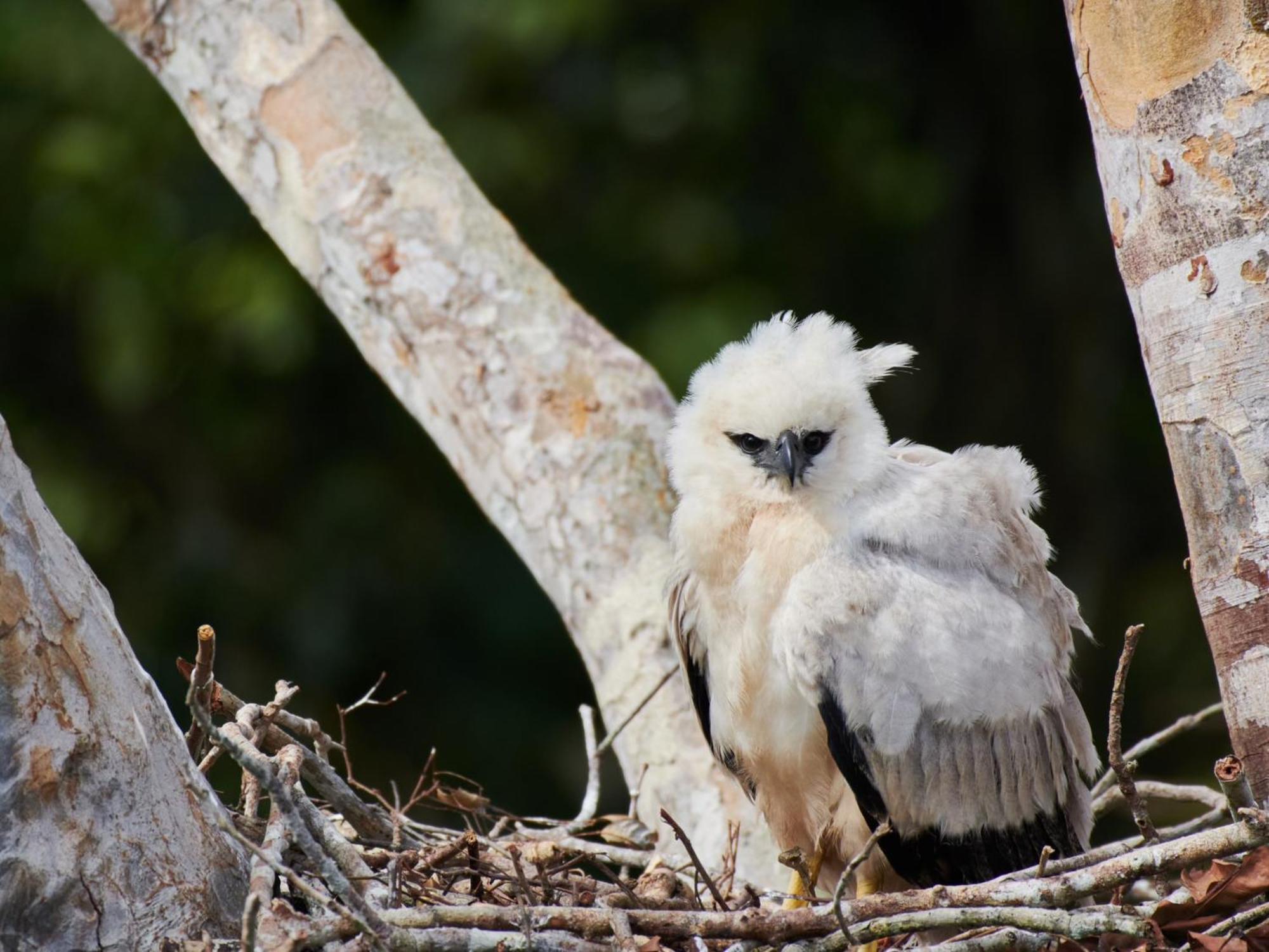 Refugio Amazonas Lodge Тамбопата Экстерьер фото