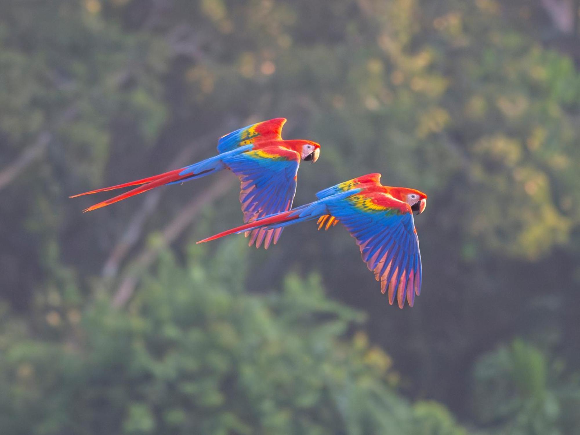 Refugio Amazonas Lodge Тамбопата Экстерьер фото