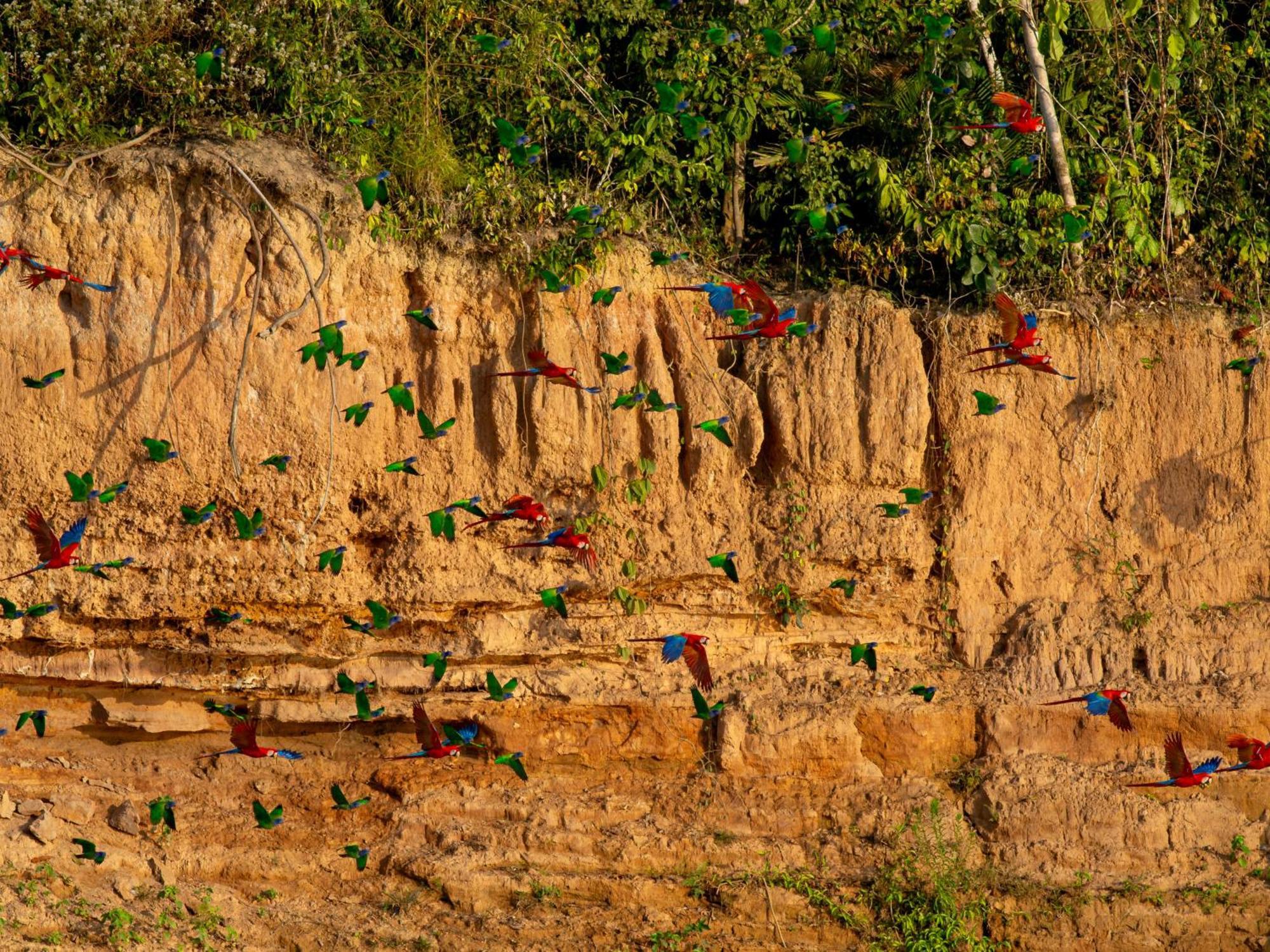 Refugio Amazonas Lodge Тамбопата Экстерьер фото